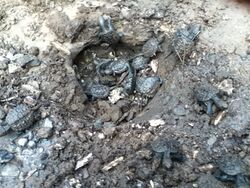 Newly hatched common snapping turtles emerging from the ground.jpg