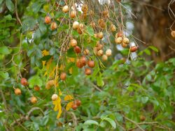 Nyala tree (Xanthocercis zambesiaca) old fruits (11710937343).jpg