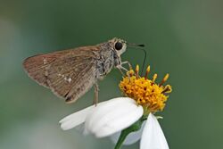 Oriental grey swift (Parnara bada) underside Lumbini 2.jpg