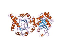 PDB 1pii EBI.jpg