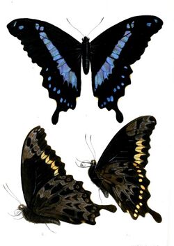 PapilioHornimaniAchilles.jpg