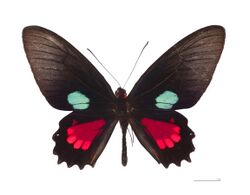 Parides aeneas didas MHNT dos.jpg