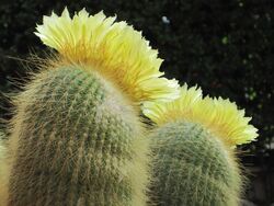 Parodia leninghausii 31 fioritura autunnale.JPG