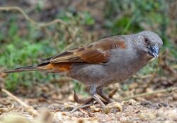 Passer gongonensis Amboseli 1.jpg