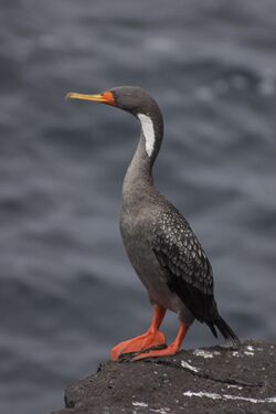 Phalacrocorax gaimardi 00.jpg