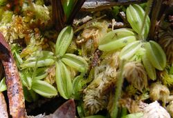 Pinguicula lusitanica.JPG