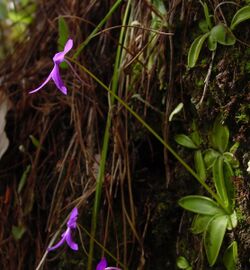 Pinguicula orchidioides ne1.jpg
