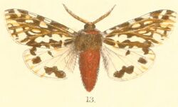 Pl.2-13-Alphaea florescens (Moore, 1879 (Nayaca).JPG