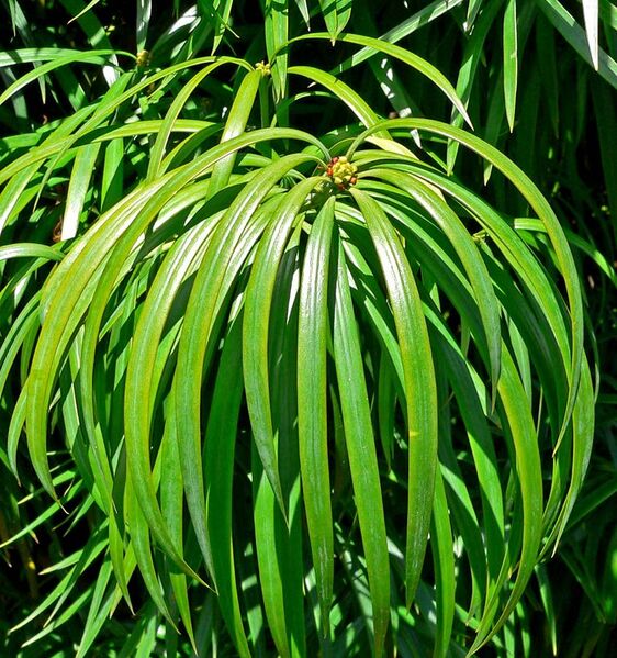 File:Podocarpus henkelii 2.jpg