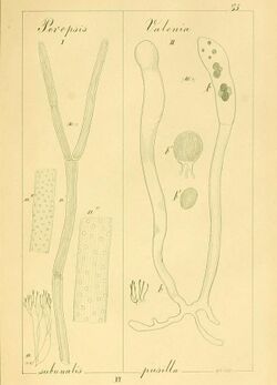 Poropsis subunalis, Valonia pusilla.jpg