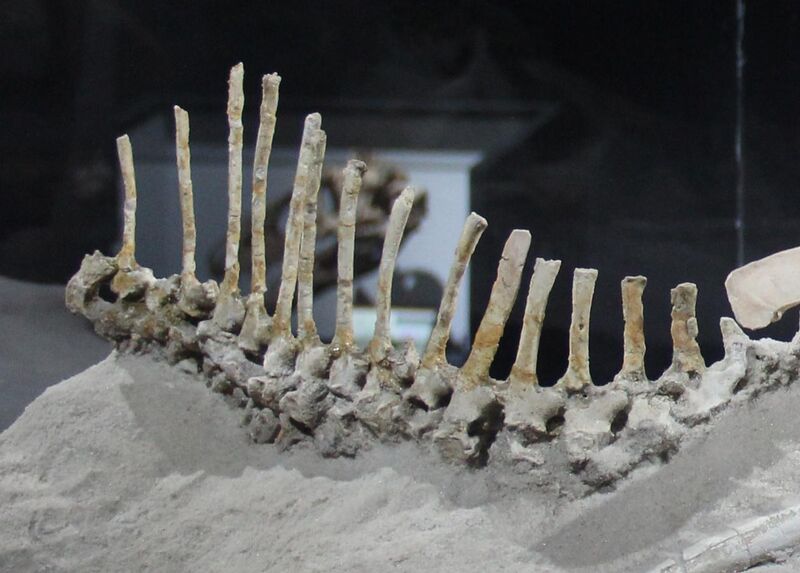 File:Protoceratops tail spines (2).jpg