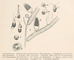 Pseudobryopsis myura, Oltmanns fig 190 cropped.jpg