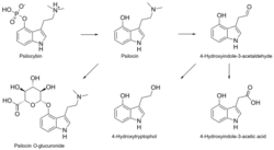 Psilocybin metabolism.svg