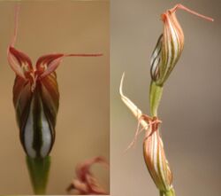 Pterostylis recurva twinview gnangarra.JPG