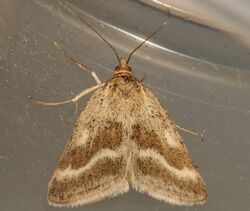 Pyrausta unifascialis 02.jpg