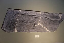 Qianichthyosaurus-Tianjin Natural History Museum.jpg