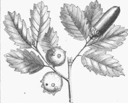 Quercus infectoria.jpg