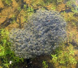 Rana sphenocephala egg mass.JPG