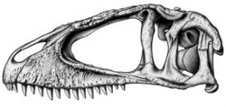 Reconstruction of the cranium of Carcharodontosaurus saharicus