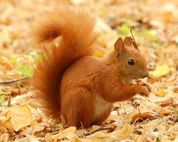 File:Red Squirrel - Lazienki.JPG