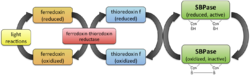 SBPase regulation by ferredoxin-thioredoxin system.png