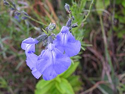 Salvia leptophylla.jpg