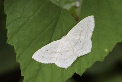 Scopula flaccidaria, Giresun 2017-07-06 01-1.jpg