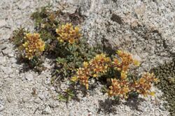 Sedum obtusatum.jpg