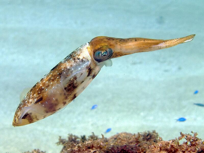 File:Sepioteuthis sepioidea (Caribbean Reef Squid).jpg