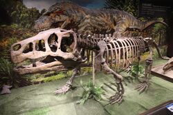 Shansisuchus-Paleozoological Museum of China.jpg