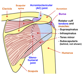 Shoulder joint back-en.svg