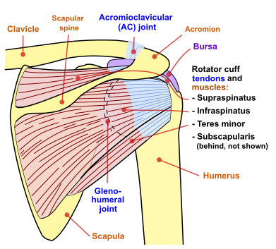 File:Shoulder joint back-en.svg
