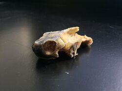 Skull of Turtle from Emydidae Family.jpg