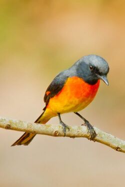 Small Minivet(m) (cropped).jpg