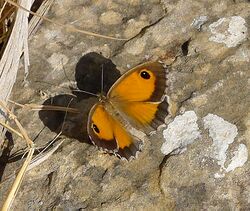 Southern Gatekeeper. Pyronia cecilia.jpg