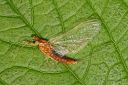Spiny Crawler Mayfly - Eurylophella species, Carderock Park, Carderock, Maryland.jpg