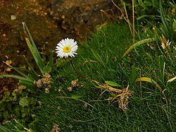 Symphyotrichum glabrifolium 122815217.jpg