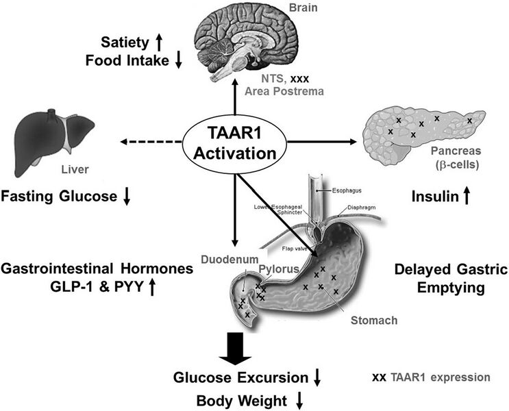 File:TAAR1 organ-specific expression and function.jpg
