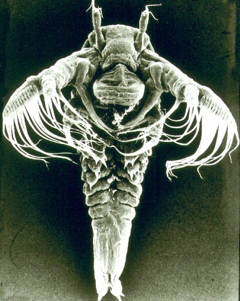 File:Tadpole shrimp larva 3.jpg