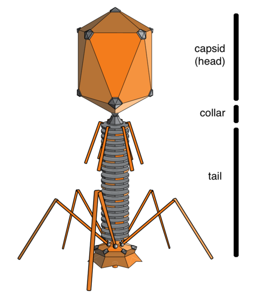 File:Tailed phage.png