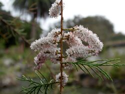 Tamarix canariensis kz3.JPG