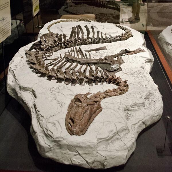 File:Tenontosaurus specimen.jpg
