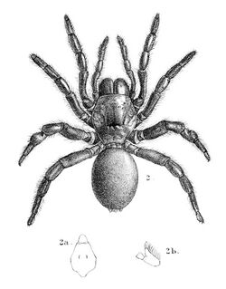 Thyropoeus mirandus 1895.jpg