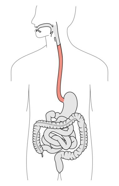 File:Tractus intestinalis esophagus.svg