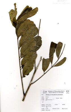 Turraeanthus africanus (Welw. ex C.DC.) Pellegr. (GH0309).jpg