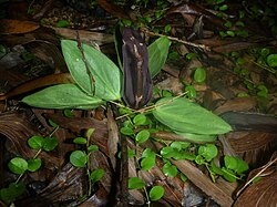 Typhonium johnsonianum.jpg