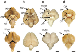 Visual processing areas of the brains of four species of birds.png