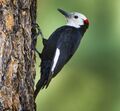 White-headed Woodpecker - Sisters - Oregon (vertical).jpg