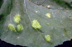 White rust symptoms on a sunflower leaf.