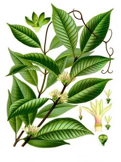 Willughbeia coriacea - Köhler–s Medizinal-Pflanzen-282.jpg